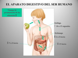 EL APARATO DIGESTIVO DEL SER HUMANO
EsófagoEsófago
EstómagoEstómago
Tiempo deTiempo de
permanencia de lospermanencia de los
alimentosalimentos 
 10 a 15 segundos10 a 15 segundos
 2 a 8 horas2 a 8 horas
 15 horas15 horas 7 a 8 horas7 a 8 horas
 