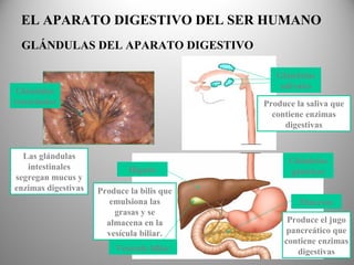 Hígado
Páncreas
Vesícula biliar
Produce la bilis que
emulsiona las
grasas y se
almacena en la
vesícula biliar.
Produce la saliva que
contiene enzimas
digestivas
Produce el jugo
pancreático que
contiene enzimas
digestivas
Glándulas
salivales
Las glándulas
intestinales
segregan mucus y
enzimas digestivas
Glándulas
intestinales
Glándulas
gástricas
EL APARATO DIGESTIVO DEL SER HUMANO
GLÁNDULAS DEL APARATO DIGESTIVO
 
