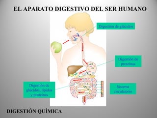EL APARATO DIGESTIVO DEL SER HUMANO
Digestión de glúcidos
Digestión de
proteínas
Digestión de
glúcidos, lípidos
y proteínas
Sistema
circulatorio
DIGESTIÓN QUÍMICA
 