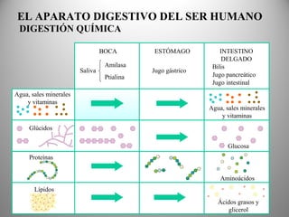 EL APARATO DIGESTIVO DEL SER HUMANO
Glúcidos
Proteínas
Lípidos
Agua, sales minerales
y vitaminas
BOCA
Saliva
Amilasa
Ptialina
Glucosa
ESTÓMAGO INTESTINO
DELGADO
Jugo gástrico
Bilis
Jugo pancreático
Jugo intestinal
Ácidos grasos y
glicerol
Aminoácidos
Agua, sales minerales
y vitaminas
DIGESTIÓN QUÍMICA
 