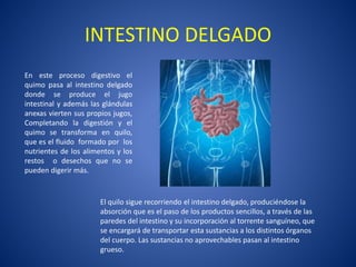 INTESTINO DELGADO
En este proceso digestivo el
quimo pasa al intestino delgado
donde se produce el jugo
intestinal y además las glándulas
anexas vierten sus propios jugos,
Completando la digestión y el
quimo se transforma en quilo,
que es el fluido formado por los
nutrientes de los alimentos y los
restos o desechos que no se
pueden digerir más.
El quilo sigue recorriendo el intestino delgado, produciéndose la
absorción que es el paso de los productos sencillos, a través de las
paredes del intestino y su incorporación al torrente sanguíneo, que
se encargará de transportar esta sustancias a los distintos órganos
del cuerpo. Las sustancias no aprovechables pasan al intestino
grueso.
 