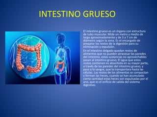 INTESTINO GRUESO
El intestino grueso es un órgano con estructura
de tubo muscular. Mide un metro y medio de
largo aproximadamente y de 3 a 7 cm de
diámetro según la zona. Es el encargado de
preparar los restos de la digestión para su
eliminación y expulsión.
En el intestino delgado quedan restos de
alimentos que no pueden atravesar las paredes
del intestino, estas sustancias no aprovechables
pasan al intestino grueso; El agua que estos
restos contienen es absorbida en su mayor parte,
a través de las paredes del intestino grueso, y
pasa a la sangre, que la transportara hasta las
células. Las restos de los alimentos se compactan
y forman las heces, cuando se han acumulado
cierta cantidad estas heces son expulsadas por el
ano, que es el orificio de salida del sistema
digestivo.
 