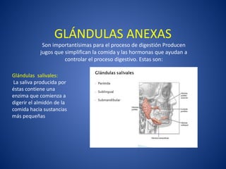GLÁNDULAS ANEXAS
Son importantísimas para el proceso de digestión Producen
jugos que simplifican la comida y las hormonas que ayudan a
controlar el proceso digestivo. Estas son:
Glándulas salivales:
La saliva producida por
éstas contiene una
enzima que comienza a
digerir el almidón de la
comida hacia sustancias
más pequeñas
 