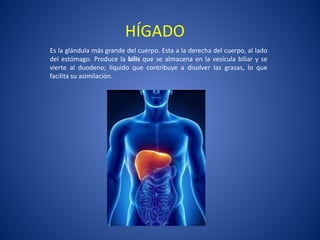 HÍGADO
Es la glándula más grande del cuerpo. Esta a la derecha del cuerpo, al lado
del estómago. Produce la bilis que se almacena en la vesícula biliar y se
vierte al duodeno; líquido que contribuye a disolver las grasas, lo que
facilita su asimilación.
 