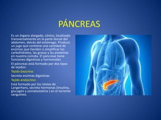 PÁNCREAS
Es un órgano alargado, cónico, localizado
transversalmente en la parte dorsal del
abdomen, detrás del estómago. Produce
un jugo que contiene una cantidad de
enzimas que tienden a simplificar los
carbohidratos, las grasas y las proteínas
en nuestra comida. El páncreas tiene
funciones digestivas y hormonales
El páncreas está formado por dos tipos
de tejidos:
Tejido Exocrino:
Secreta enzimas digestivas
Tejido endocrino:
Está formado por los islotes de
Langerhans, secreta hormonas (insulina,
glucagón y somatostatina ) en el torrente
sanguíneo.
 