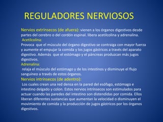 Nervios extrínsecos (de afuera): vienen a los órganos digestivos desde
partes del cerebro o del cordón espinal. libera acetilcolina y adrenalina.
Acetilcolina:
Provoca que el músculo del órgano digestivo se contraiga con mayor fuerza
y aumente el empujar la comida y los jugos gástricos a través del aparato
digestivo. Además que el estómago y el páncreas produzcan más jugos
digestivos.
Adrenalina:
relaja el músculo del estómago y de los intestinos y disminuye el flujo
sanguíneo a través de estos órganos.
Nervios intrínsecos (de adentro):
Los cuales crean una red densa en la pared del esófago, estómago e
intestino delgado y colon. Estos nervios intrínsecos son estimulados para
actuar cuando las paredes del intestino son distendidas por comida. Ellos
liberan diferentes sustancias que aumentan la velocidad o disminuyen el
movimiento de comida y la producción de jugos gástricos por los órganos
digestivos.
REGULADORES NERVIOSOS
 