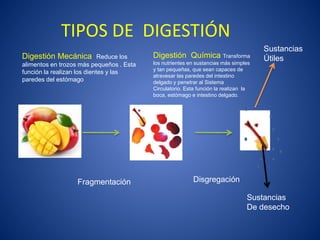 TIPOS DE DIGESTIÓN
Digestión Mecánica Reduce los
alimentos en trozos más pequeños . Esta
función la realizan los dientes y las
paredes del estómago
Fragmentación Disgregación
Digestión Química Transforma
los nutrientes en sustancias más simples
y tan pequeñas, que sean capaces de
atravesar las paredes del intestino
delgado y penetrar al Sistema
Circulatorio. Esta función la realizan la
boca, estómago e intestino delgado.
Sustancias
Útiles
Sustancias
De desecho
 