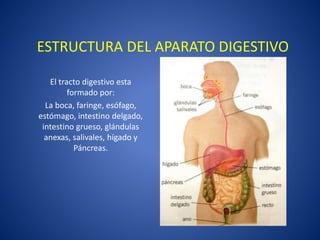 ESTRUCTURA DEL APARATO DIGESTIVO
El tracto digestivo esta
formado por:
La boca, faringe, esófago,
estómago, intestino delgado,
intestino grueso, glándulas
anexas, salivales, hígado y
Páncreas.
 