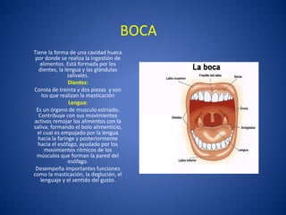 BOCA
Tiene la forma de una cavidad hueca
por donde se realiza la ingestión de
alimentos. Está formada por los
dientes, la lengua y las glándulas
salivales.
Dientes:
Consta de treinta y dos piezas y son
los que realizan la masticación
Lengua:
Es un órgano de musculo estriado.
Contribuye con sus movimientos
activos remojar los alimentos con la
saliva; formando el bolo alimenticio,
el cual es empujado por la lengua
hacia la faringe y posteriormente
hacia el esófago, ayudado por los
movimientos rítmicos de los
músculos que forman la pared del
esófago.
Desempeña importantes funciones
como la masticación, la deglución, el
lenguaje y el sentido del gusto.
 