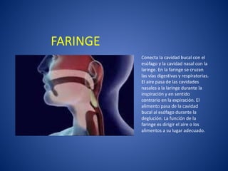 FARINGE
Conecta la cavidad bucal con el
esófago y la cavidad nasal con la
laringe. En la faringe se cruzan
las vías digestivas y respiratorias.
El aire pasa de las cavidades
nasales a la laringe durante la
inspiración y en sentido
contrario en la expiración. El
alimento pasa de la cavidad
bucal al esófago durante la
deglución. La función de la
faringe es dirigir el aire o los
alimentos a su lugar adecuado.
 