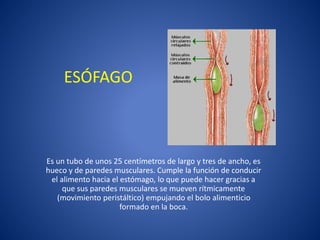 ESÓFAGO
Es un tubo de unos 25 centímetros de largo y tres de ancho, es
hueco y de paredes musculares. Cumple la función de conducir
el alimento hacia el estómago, lo que puede hacer gracias a
que sus paredes musculares se mueven rítmicamente
(movimiento peristáltico) empujando el bolo alimenticio
formado en la boca.
 