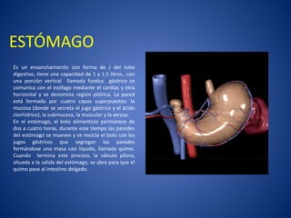ESTÓMAGO
Es un ensanchamiento con forma de J del tubo
digestivo, tiene una capacidad de 1 a 1.5 litros., con
una porción vertical llamada fundus gástrico se
comunica con el esófago mediante el cardias y otra
horizontal y se denomina región pilórica. La pared
está formada por cuatro capas superpuestas: la
mucosa (donde se secreta el jugo gástrico y el ácido
clorhídrico), la submucosa, la muscular y la serosa.
En el estómago, el bolo alimenticio permanece de
dos a cuatro horas, durante este tiempo las paredes
del estómago se mueven y se mezcla el bolo con los
jugos gástricos que segregan las paredes
formándose una masa casi liquida, llamada quimo.
Cuando termina este proceso, la válvula píloro,
situada a la salida del estómago, se abre para que el
quimo pase al intestino delgado.
 