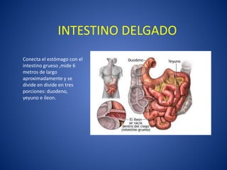 INTESTINO DELGADO
Conecta el estómago con el
intestino grueso ,mide 6
metros de largo
aproximadamente y se
divide en divide en tres
porciones: duodeno,
yeyuno e íleon.
 