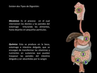 Existen dos Tipos de Digestión:
Mecánica: Es el proceso en el cual
intervienen los dientes y las paredes del
estomago triturando los alimentos,
hasta dejarlos en pequeñas partículas.
Química: Esta se produce en la boca,
estomago e intestino delgado, que se
encargan de transformar las vitaminas y
nutrientes en sustancias que puedan
traspasar las paredes del intestino
delgado y ser absorbidas por la sangre
 