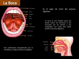 Piso de la boca
Lengua
Amígdalas
Úvula
Labio Inferior
Labio Superior
Dientes
Faringe
Frenillo Lingual
Dientes
Paladar Duro
Lengua
Faringe
Cavidad Nasal
La boca es una cavidad hueca por
donde entran los alimentos y son
triturados por los dientes y son
empapados con saliva para poder
facilitar el proceso digestivos
Esta conformada principalmente por la
mandíbula, a Lengua, Dientes y Amígdalas
Es el lugar de inicio del proceso
digestivo
 