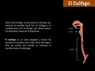 Esófago
Laringe
Faringe
Antes del Esófago, se encuentra la faringe que
conecta la cavidad bucal con el esófago y la
cavidad nasal con la laringe, por donde pasan
los alimentos luego de la deglución.
El Esófago es un tubo alargado y hueco de
paredes musculares que mide 25cm de largo y
3cm de ancho, por donde se conduce la
comida hasta el estomago
 