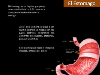 Mucosa
Píloro
Capas Musculares
Oblicua – Circular -
Longitudinal
Esófago
Duodeno
El Estomago es un órgano que posee
una capacidad de 1 a 1.5lts que esta
conectado directamente con el
esófago.
Allí el bolo alimenticio pasa a ser
quimo, cuando se mezcla con los
jugos gástricos, separando los
alimentos en azucares, proteínas,
grasas y vitaminas.
Este quimo pasa hacia el intestino
delgado, a través del píloro.
 