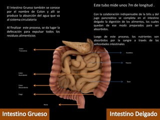 Íleon
Yeyuno
Duodeno
Ciego
Colon
Descendente
Colon
Ascendente
Colon
Transverso
Recto
Este tubo mide unos 7m de longitud .
Con la colaboración indispensable de la bilis y del
jugo pancreático se completa en el intestino
delgado la digestión de los alimentos, los cuales
quedan de ese modo preparados para ser
absorbidos.
Luego de este proceso, los nutrientes son
absorbidos por la sangre a través de las
vellosidades intestinales
El Intestino Grueso también se conoce
por el nombre de Colon y allí se
produce la absorción del agua que va
al sistema circulatorio
Al finalizar este proceso, se da lugar la
defecación para expulsar todos los
residuos alimenticios
 