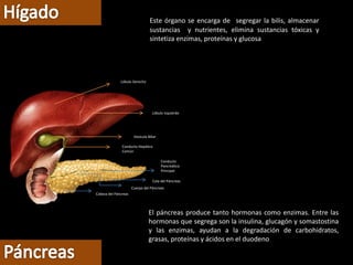 Lóbulo Derecho
Lóbulo Izquierdo
Vesícula Biliar
Conducto Hepático
Común
Conducto
Pancreático
Principal
Cola del Páncreas
Cuerpo del Páncreas
Cabeza del Páncreas
El páncreas produce tanto hormonas como enzimas. Entre las
hormonas que segrega son la insulina, glucagón y somastostina
y las enzimas, ayudan a la degradación de carbohidratos,
grasas, proteínas y ácidos en el duodeno
Este órgano se encarga de segregar la bilis, almacenar
sustancias y nutrientes, elimina sustancias tóxicas y
sintetiza enzimas, proteínas y glucosa
 