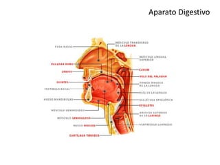 Aparato Digestivo
 