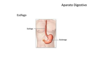 Aparato Digestivo
Esófago
 