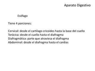 Aparato Digestivo
Esófago
Tiene 4 porciones:
Cervical: desde el cartílago cricoides hasta la base del cuello
Torácica: desde el cuello hasta el diafragma
Diafragmática: parte que atraviesa el diafragma
Abdominal: desde el diafragma hasta el cardias
 