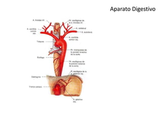 Aparato Digestivo
 