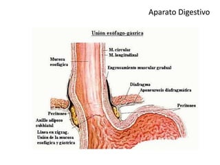 Aparato Digestivo
 