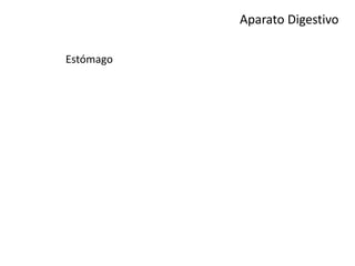 Aparato Digestivo
Estómago
 