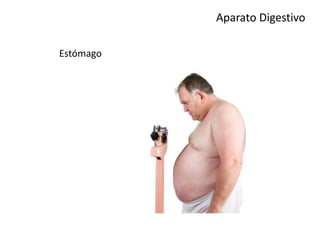 Aparato Digestivo
Estómago
 