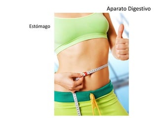 Aparato Digestivo
Estómago
 