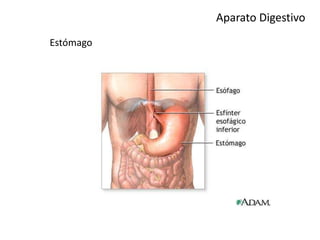 Aparato Digestivo
Estómago
 