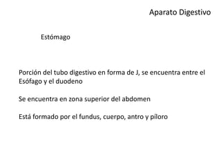 Aparato Digestivo
Estómago
Porción del tubo digestivo en forma de J, se encuentra entre el
Esófago y el duodeno
Se encuentra en zona superior del abdomen
Está formado por el fundus, cuerpo, antro y píloro
 
