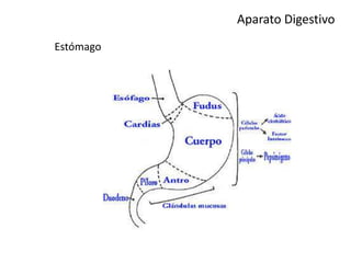Aparato Digestivo
Estómago
 