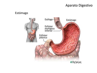 Aparato Digestivo
Estómago
 
