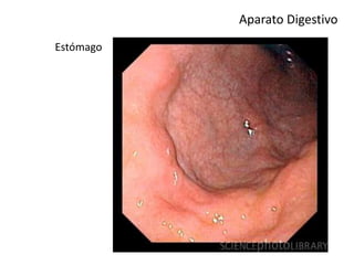 Aparato Digestivo
Estómago
 