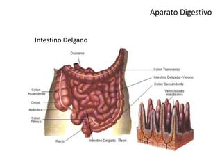Aparato Digestivo
Intestino Delgado
 