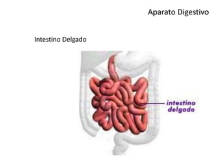 Aparato Digestivo
Intestino Delgado
 