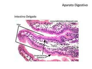 Aparato Digestivo
Intestino Delgado
 