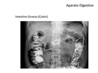 Aparato Digestivo
Intestino Grueso (Colon)
 