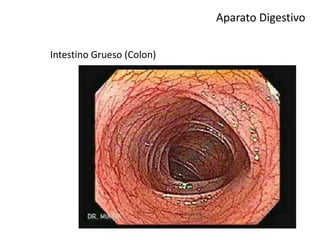 Aparato Digestivo
Intestino Grueso (Colon)
 