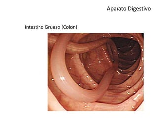 Aparato Digestivo
Intestino Grueso (Colon)
 