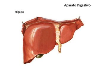 Aparato Digestivo
Hígado
 