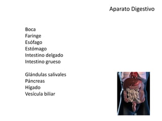 Aparato Digestivo
Boca
Faringe
Esófago
Estómago
Intestino delgado
Intestino grueso
Glándulas salivales
Páncreas
Hígado
Vesícula biliar
 