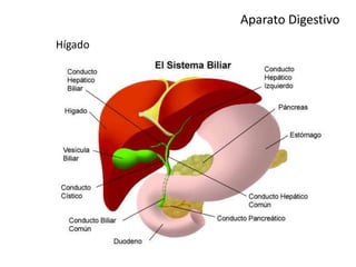 Aparato Digestivo
Hígado
 