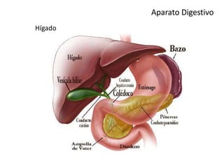 Aparato Digestivo
Hígado
 