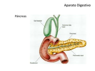 Aparato Digestivo
Páncreas
 