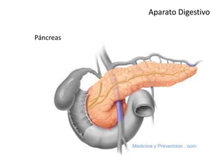 Aparato Digestivo
Páncreas
 