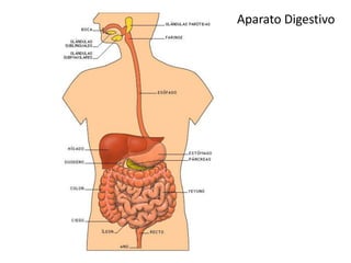 Aparato Digestivo
 