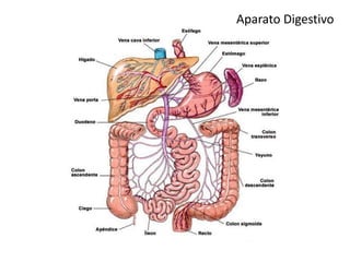 Aparato Digestivo
 